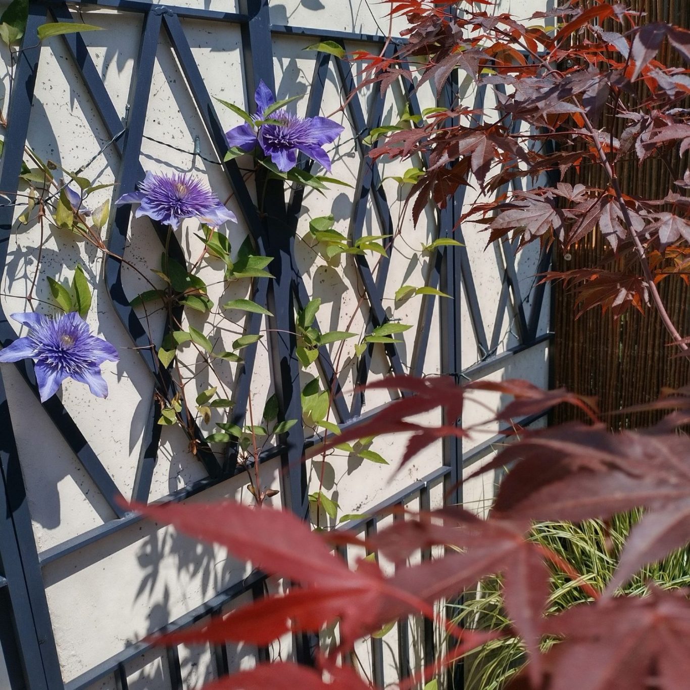 Pflanzen Lila Anemoneblüte mit dunklem Zentrum, umgeben von grünen Blättern.