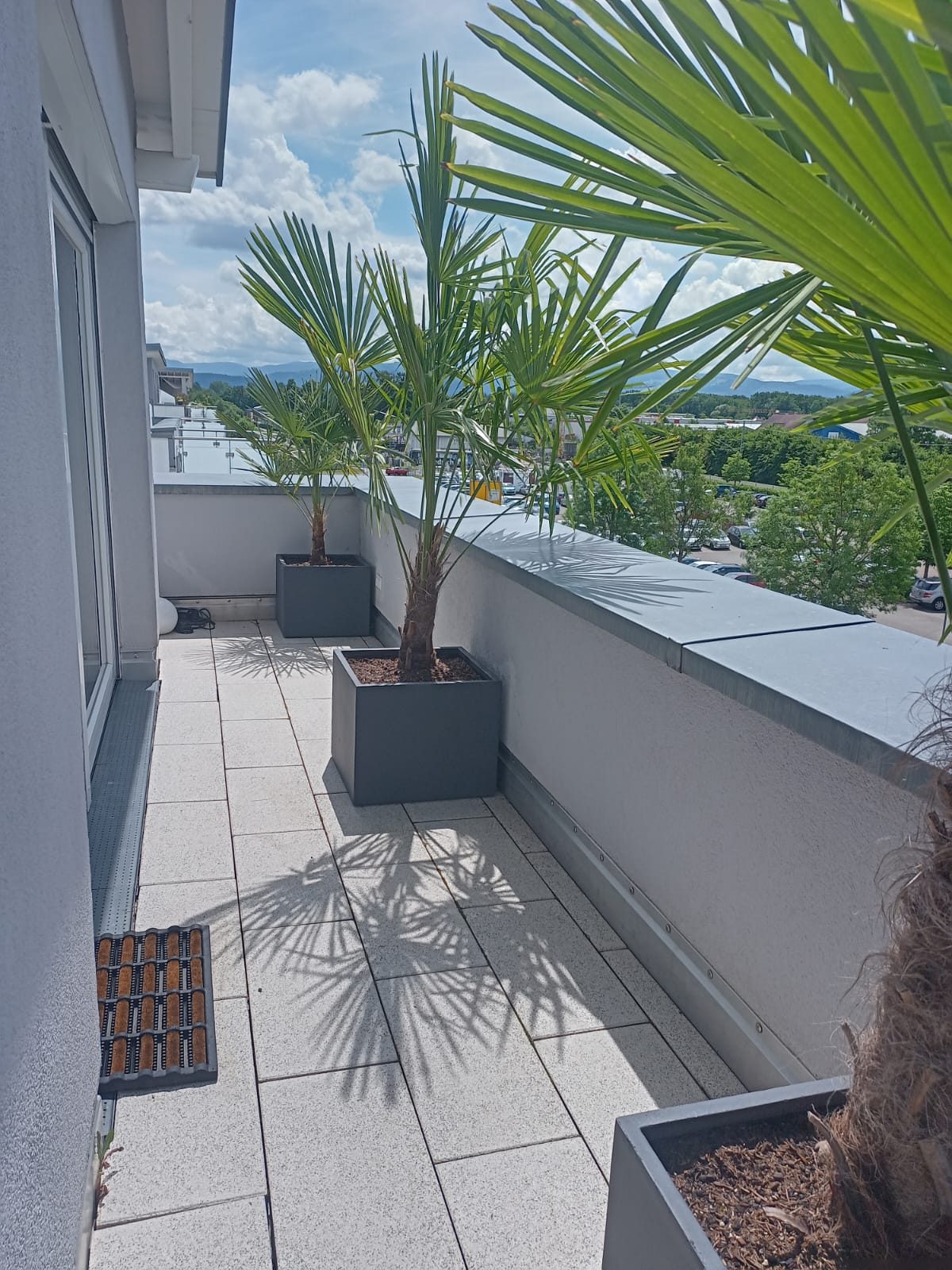 Gartengestaltung Dachterrasse mit Palmen und Blick über Freiburg